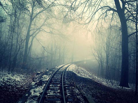forest